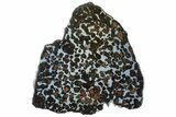 Polished Sericho Pallasite Meteorite ( g) Slice - Kenya #313664-2